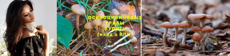 Псилоцибиновые грибы Magic Shrooms  где купить наркотик  Анжеро-Судженск 